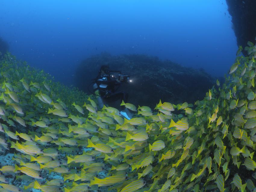Euro-Divers LUX* South Ari Atoll, Malediven