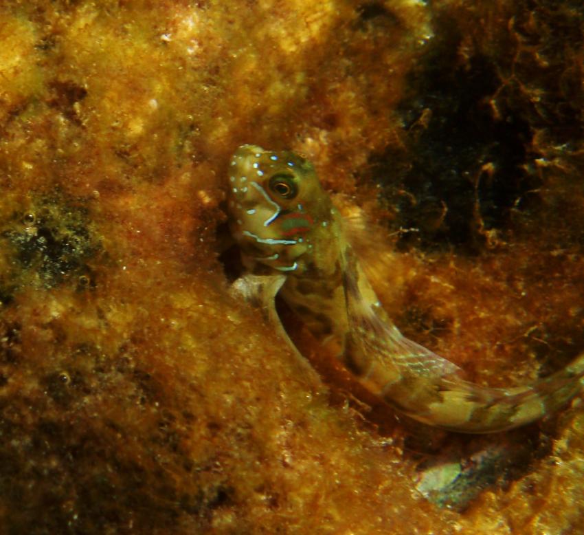 Trogir Diving Center Okrug Gornij, Trogir,Kroatien