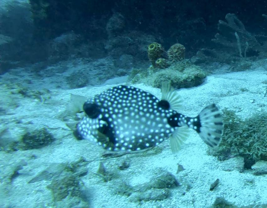 Curacao Divers (Sun Reef Village), Sint Michiel, Niederländische Antillen, Curaçao