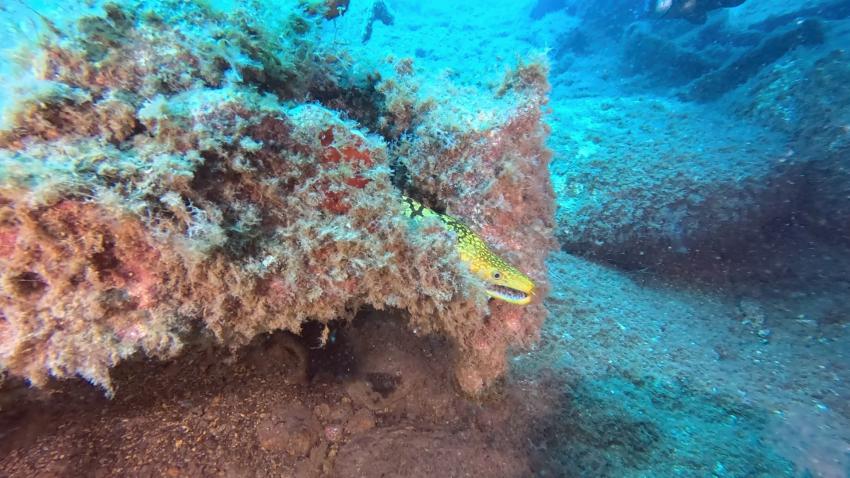 Tigermuräne, Zeus Dive Center, Playa del Ingles, Gran Canaria, Spanien, Kanaren (Kanarische Inseln)