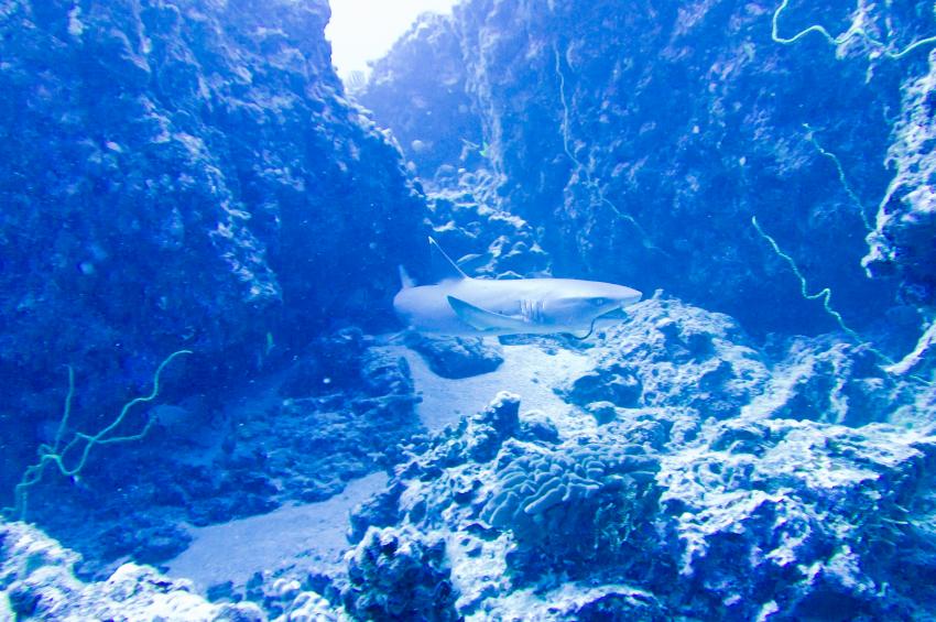 85 ft Hawaiian Reef, Maui Süd,Hawaii,USA