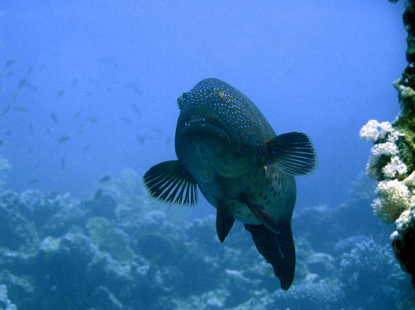 Brayka Bay House Reef