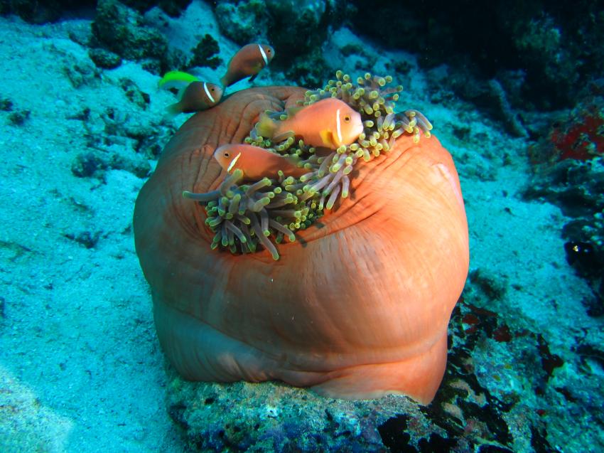 Euro-Divers Kagi Maldives, Malediven