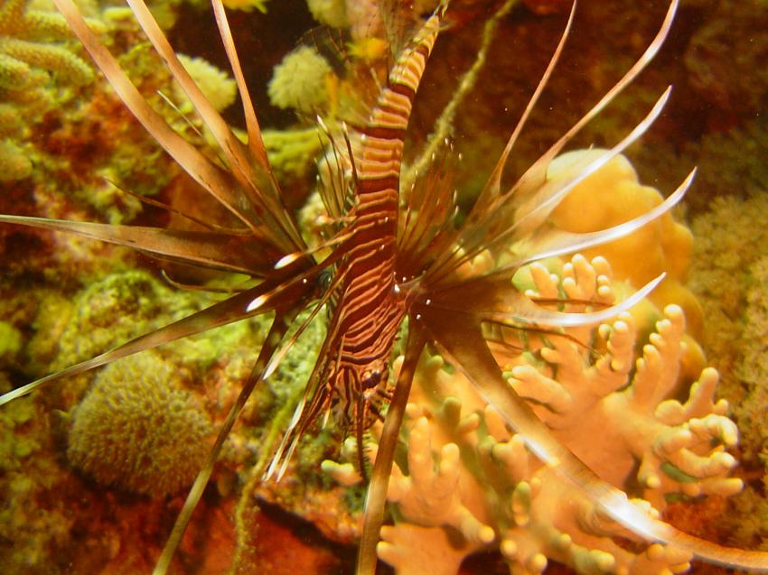 Safaga, Safaga - allgemein,Ägypten