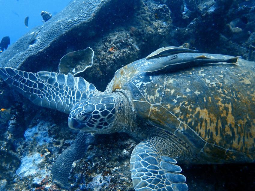 Schildkröte bei Bunaken, Lumbalumba Diving Resort, Manado, Sulawesi, Indonesien, Sulawesi