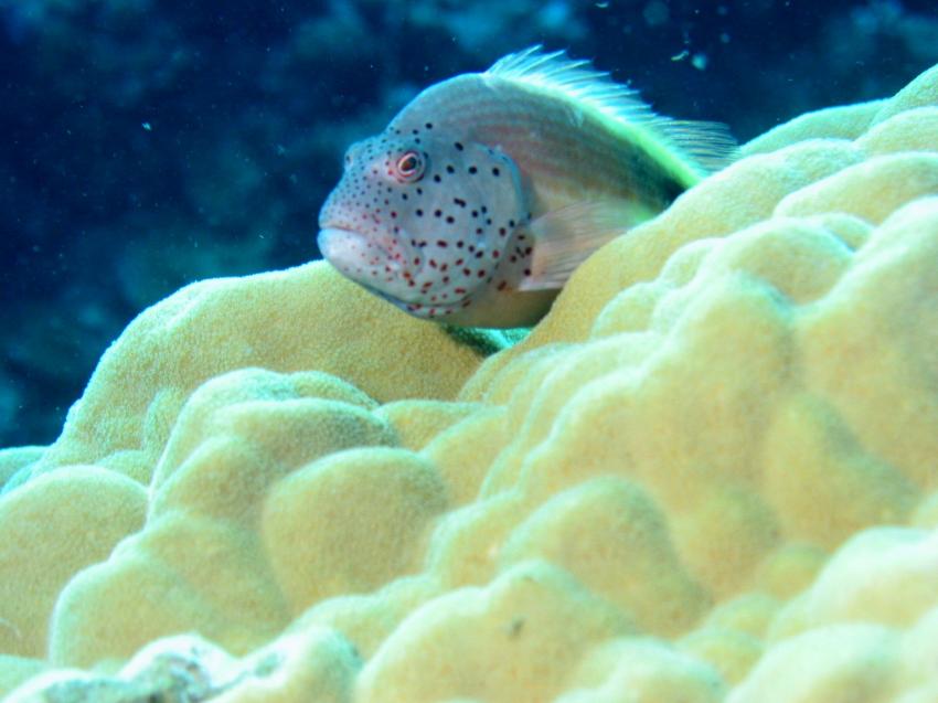 Diving Carnelia Hausriff, El Quseir - allgemein,Ägypten,korallenwächter