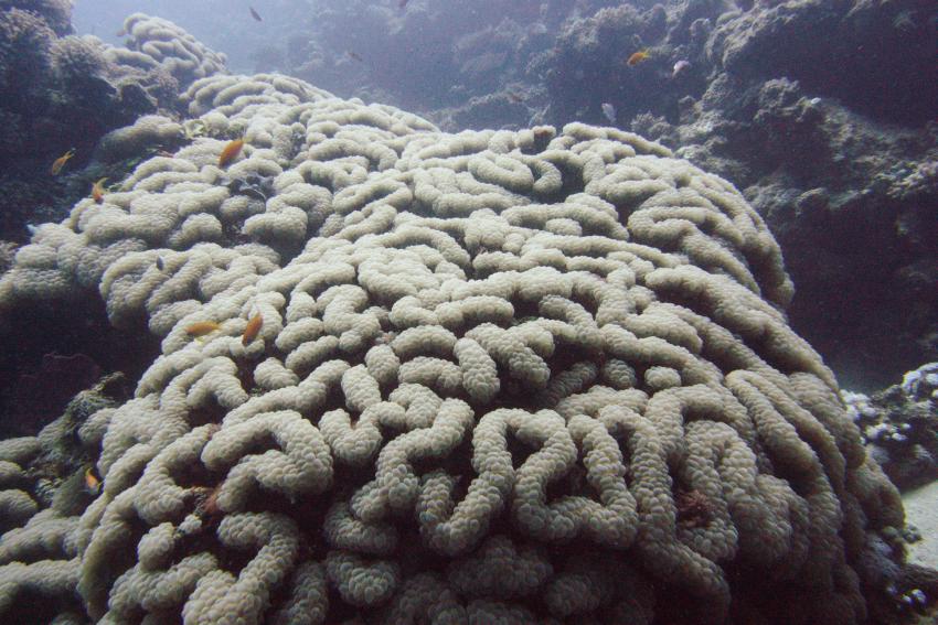 Big Blue Mashraba, Dahab, Ägypten, Sinai-Nord ab Dahab