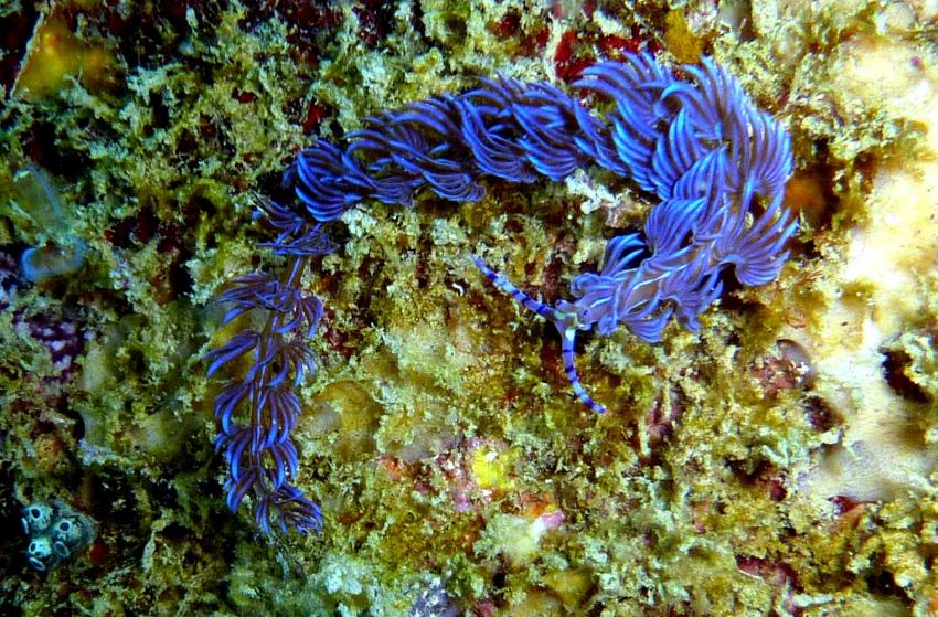 Schöne Unterwasserwelt, Sipalay,Philippinen
