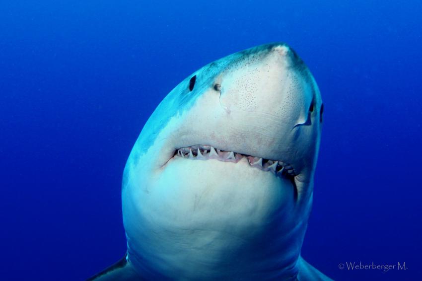 Hai zeigt Zähne