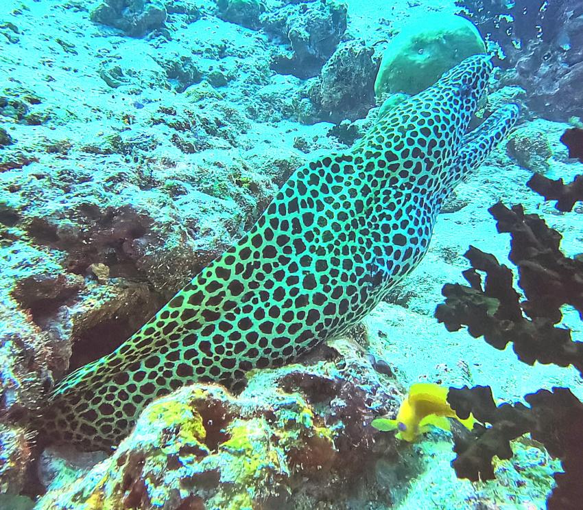 DivePoint Rannalhi, Malediven