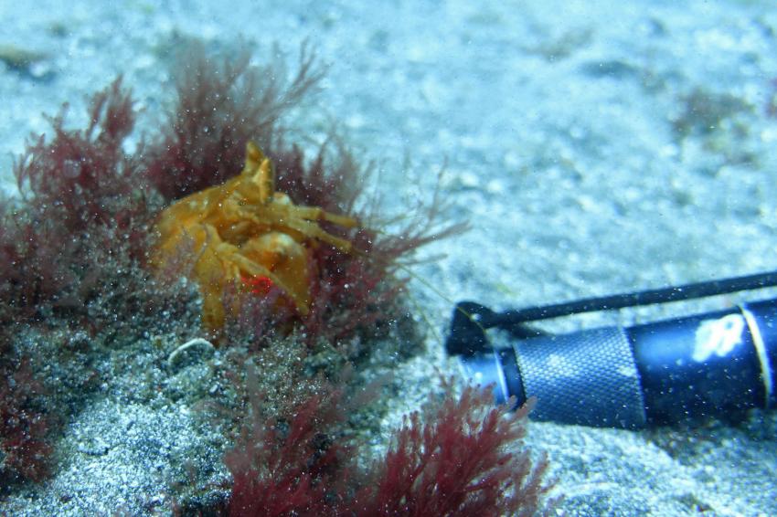 Guide spielt mit Krebs, Kapverden, Cabo Verde, Haliotis Dive Center, Mindelo, Kap Verde