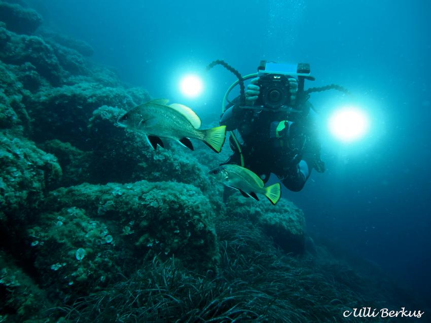 Am Riff, Enfola Diving (Elba), Italien, Elba