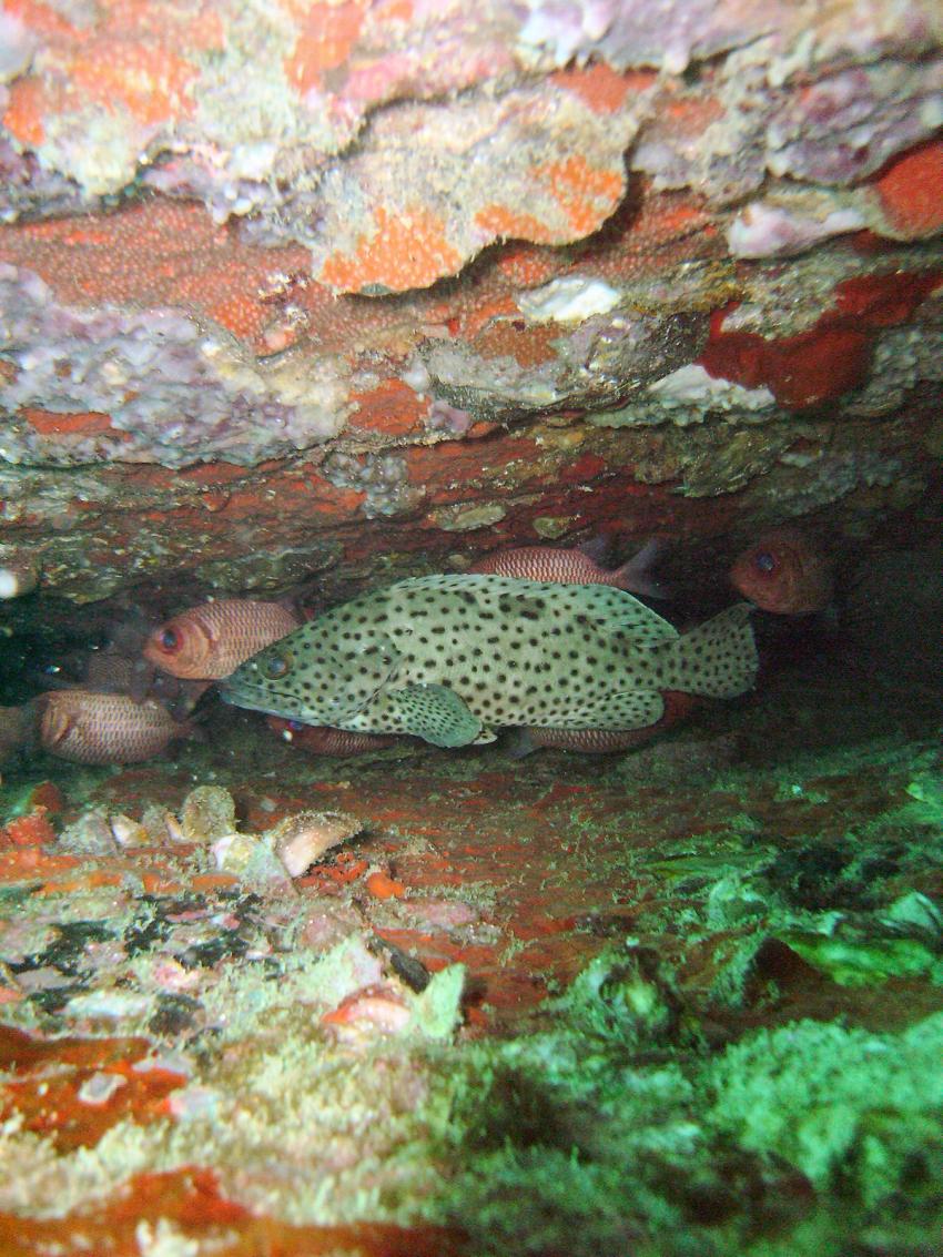 Chumpon Pinnacle, Chumpon Pinnacle / Koh Tao,Thailand