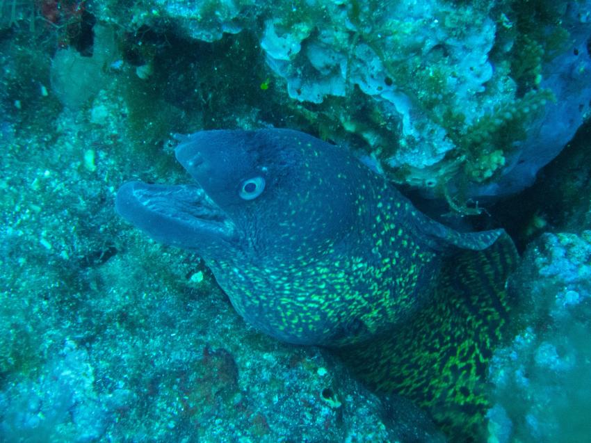 Muräne, Pollo Diving Asd, Italien, Sardinien