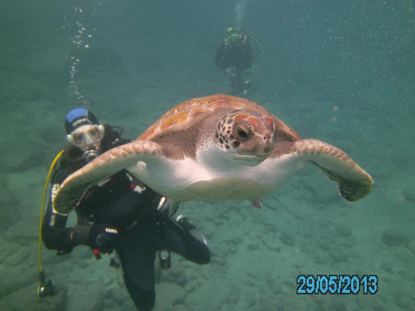 El Puertito - Meeresschildkröte, Playa Paraiso,Teneriffa,Spanien