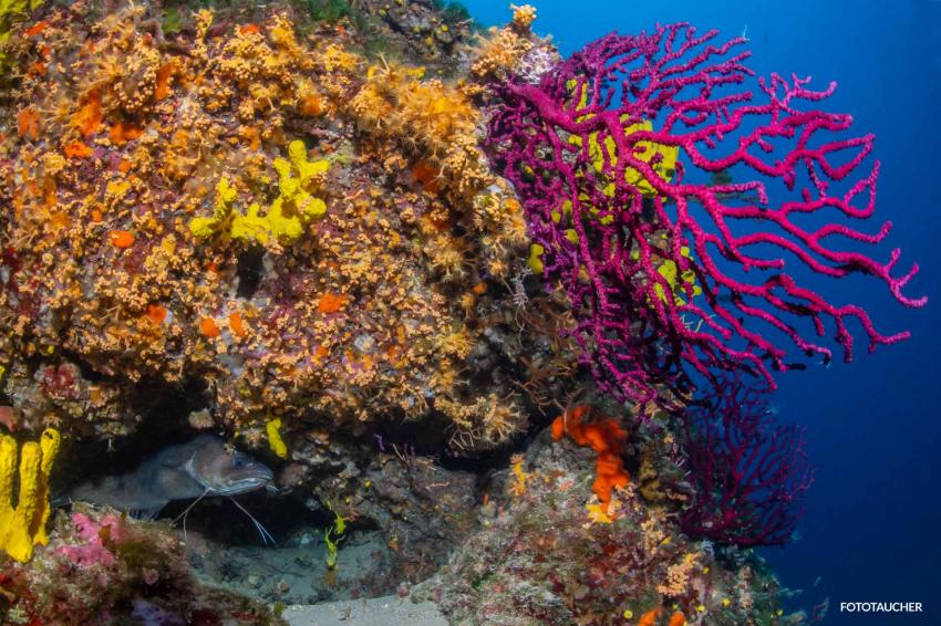 Korallen, Mittelmeer, Adria, Diving Center Styria Guenis - DIE Tauchbasis auf der Insel Krk, Kroatien