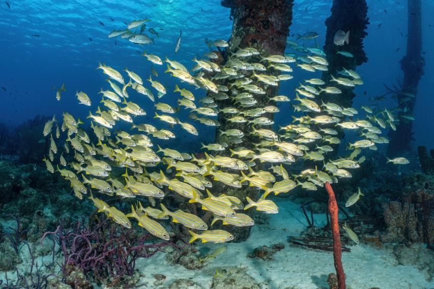 Tropical Divers Bonaire, Niederländische Antillen, Bonaire