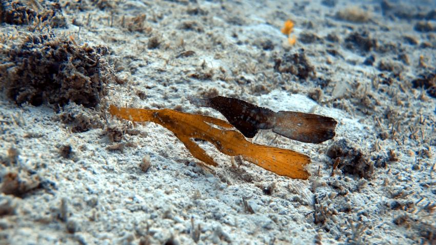 Robust ghost pipefish at our local dive site Shane's Reef