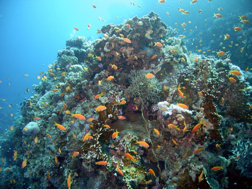 Safaga 01/2011 Teil 4, Safaga - allgemein,Ägypten