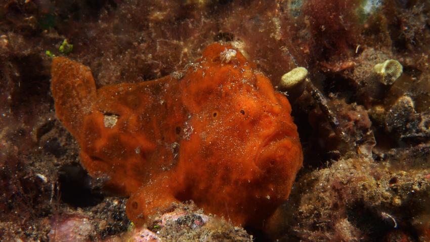 Frogfishmania Part 3, Lembeh Strait,Nord Sulawesi,Indonesien,Anglerfisch,Frogfisch