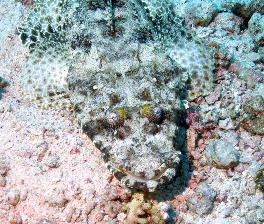 Safaga 01/2011 Teil 4, Safaga - allgemein,Ägypten