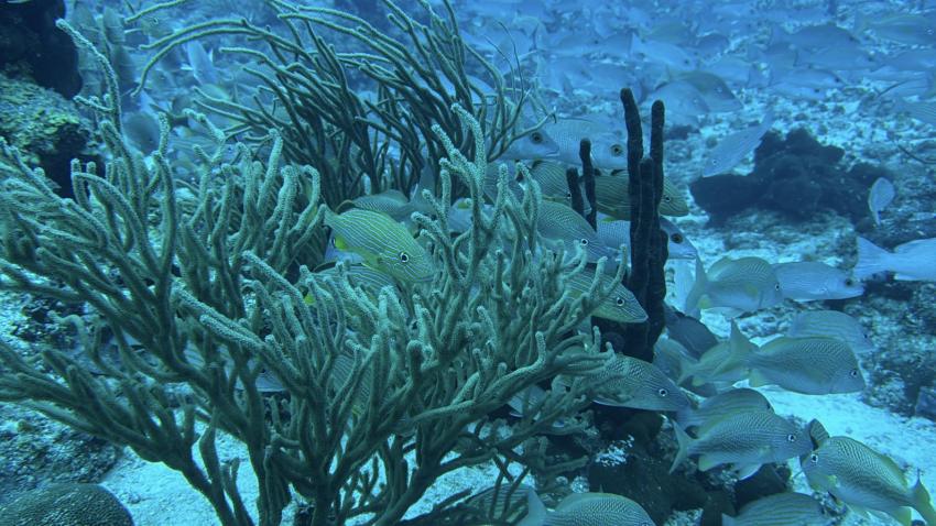 Cozumel Dive School, Mexiko