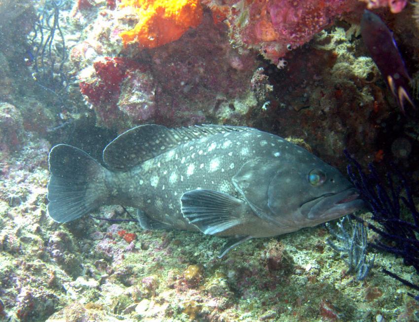 Musandam Discovery Diving, Oman
