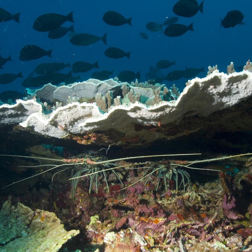 Komodo mit der SY Indo Siren, Orca Dive Club Labuan Bajo Flores,Allgemein,Indonesien,Koralle,Hummer,Garnele