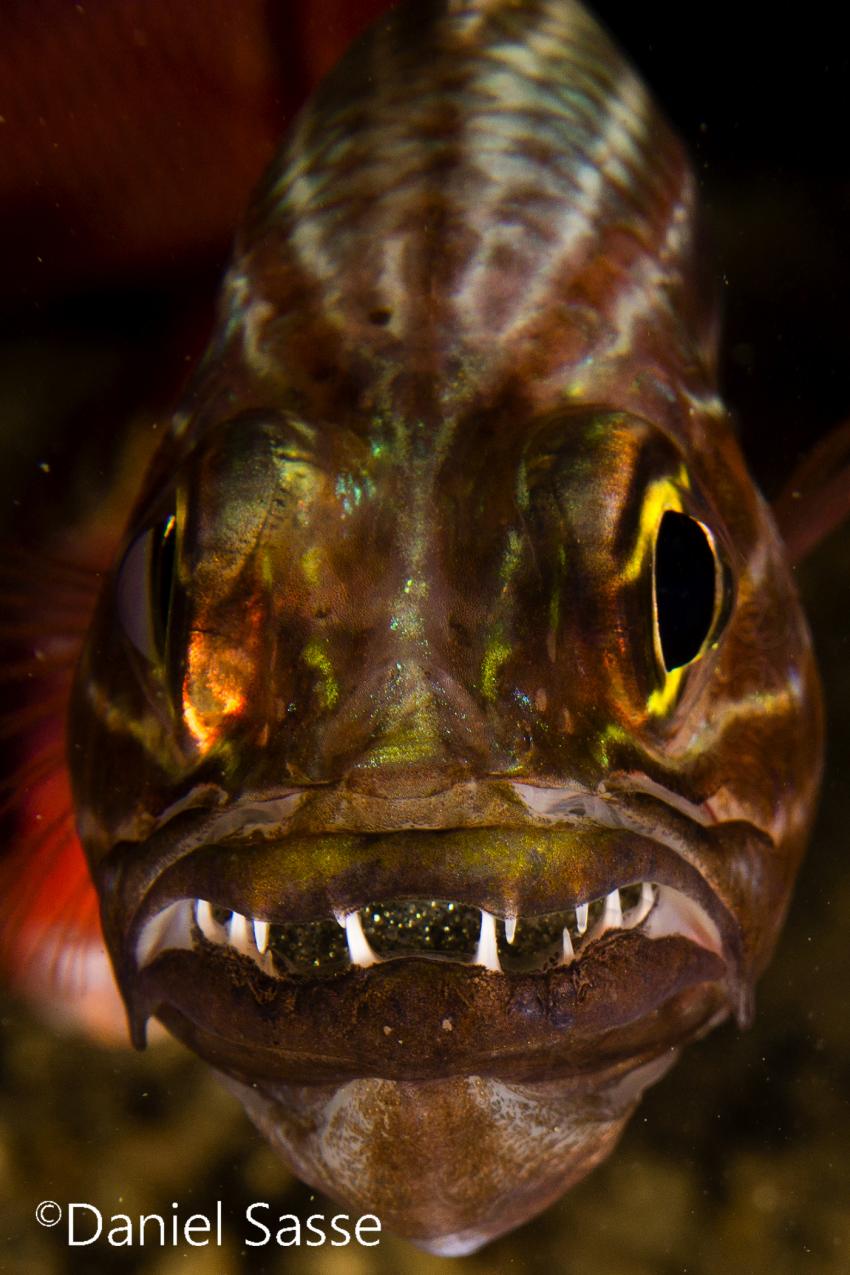 Indian Tiger Cardinal Fish pregnant, Kardinal Fisch, Poseidon Dive Academy, Ao Nang, Thailand, Andamanensee