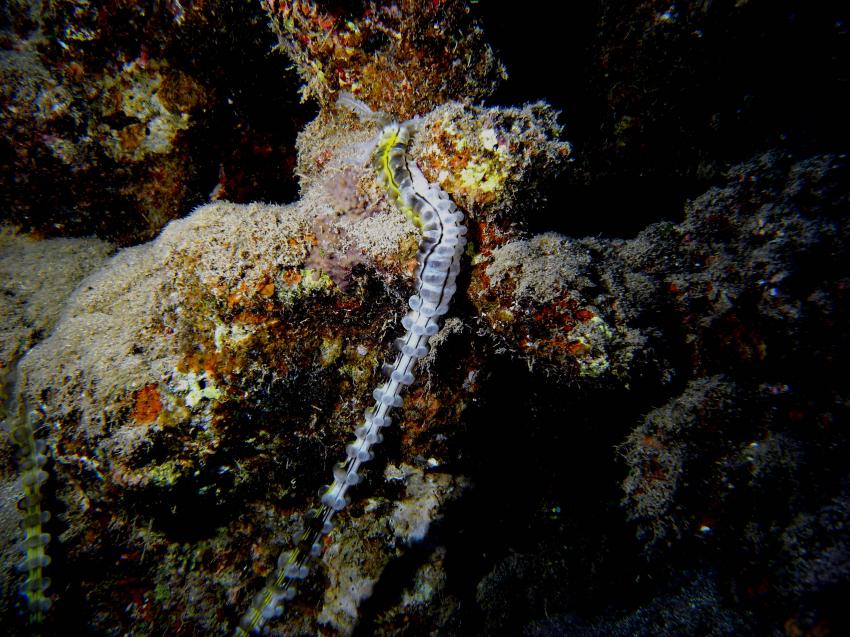 Nachttauchen im Hausriff Süd, Hausriff Utopia Beach El Qusier,Ägypten