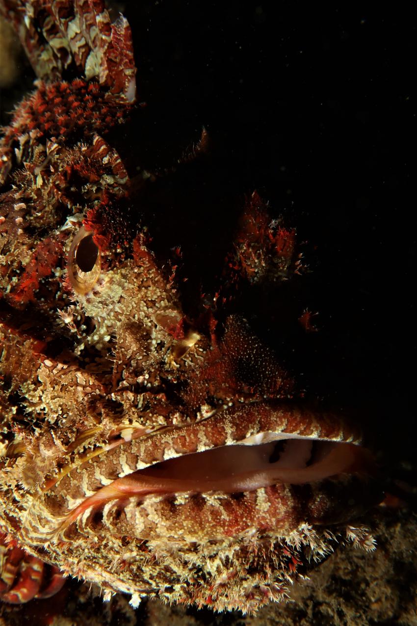 Skorpionfisch, Skorpionfisch, Villa Mango Curacao Dive Center, Willemstad, Niederländische Antillen, Curaçao
