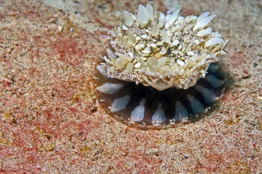 Pulau(= Insel) Sahaung (Bangka Archipel), Pulau Sahaung,Indonesien,Upside-down Jellyfish (Mangroven-Qualle)