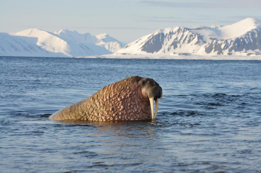 Tauchsafari Svalbard