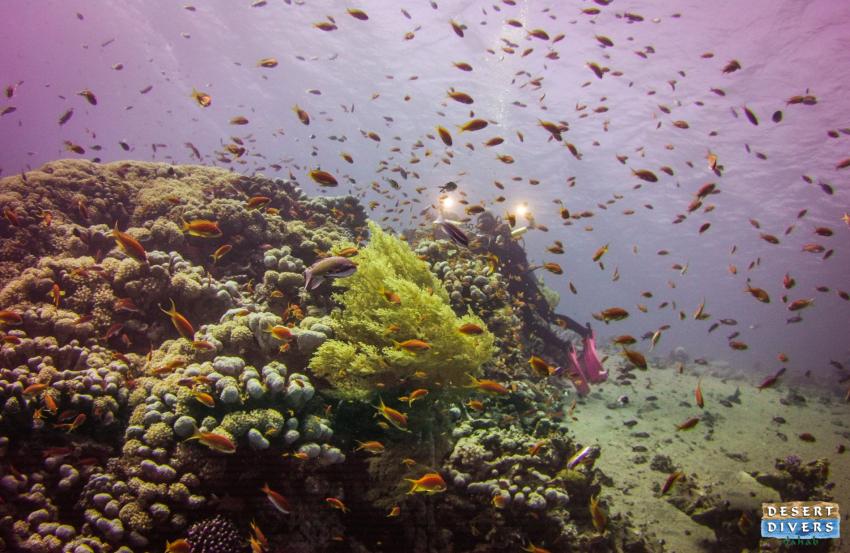 Dahab, an underwater photographers paradise, dahab, Desert Divers, Dahab, Ägypten, Sinai-Nord ab Dahab