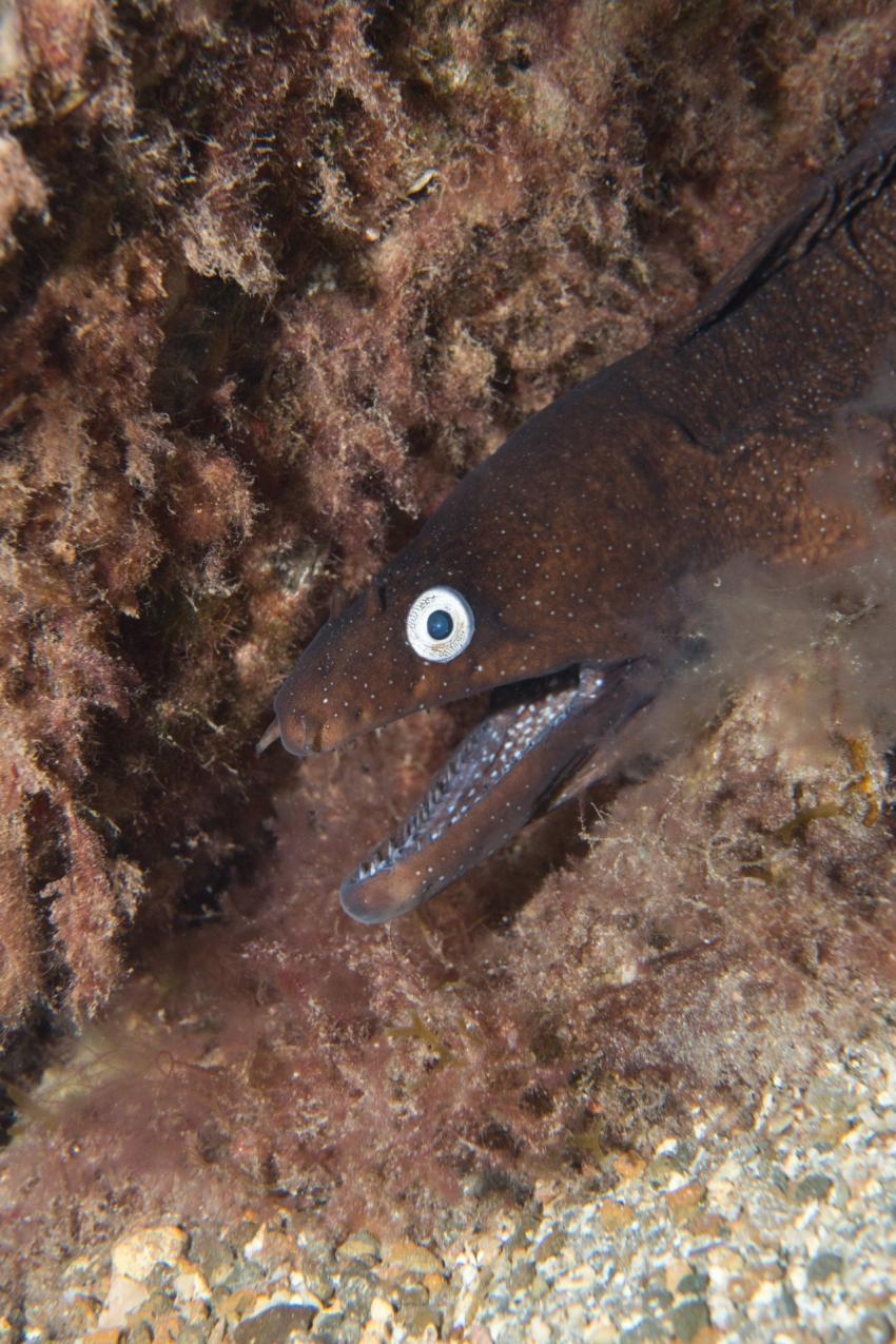 Muräne, Zeus Dive Center, Playa del Ingles, Gran Canaria, Spanien, Kanaren (Kanarische Inseln)