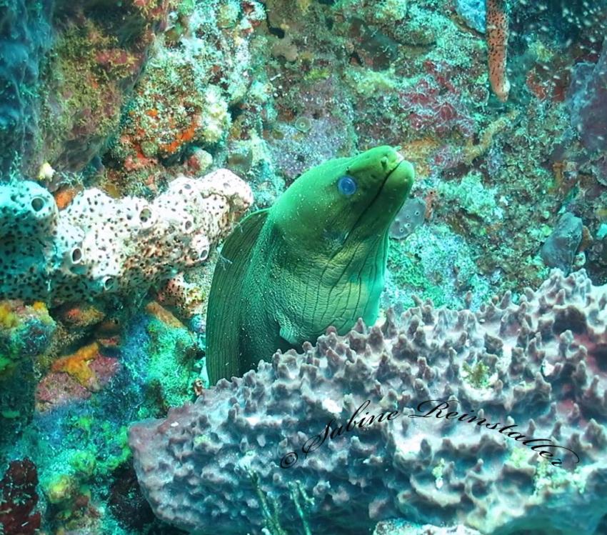 Die großen Muräne sind hier grün, Extra Divers, Speyside, Tobago, Trinidad und Tobago