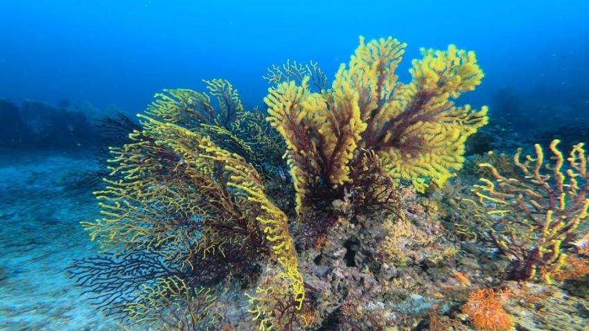 Punta Diving, Betina, Kroatien