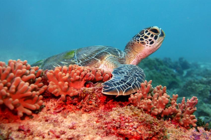 Green sea turtle resting on a soft coral bed at dive site Mbwangawa, #greenturtle #seaturtle #softcoral #coralreef #mbwangawa #oceanlove #fundiverszanzibar #nungwi #zanzibar #zanzibarisland #tanzania #eastafrica #indianocean #scubadiving #scuba #diving #snorkeling #padicourses #divetravel, Fun Divers Zanzibar, Nungwi, Tans