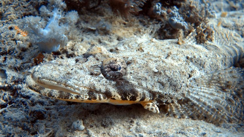 Crocodile fish at our local dive site Shane's Reef