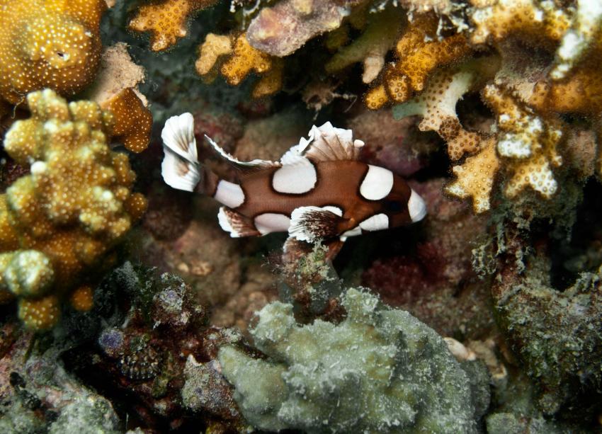 Dive Point Koh Tao