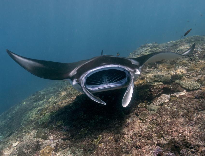 Manta ray, Dive Shop Maldives, Fenfushi, Malediven