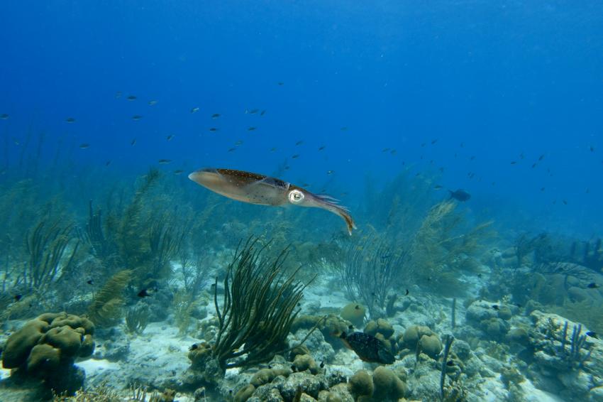 Karibischer Riffkalmar, Div‘Ocean, Bonaire, Div'Ocean Bonaire, Niederländische Antillen