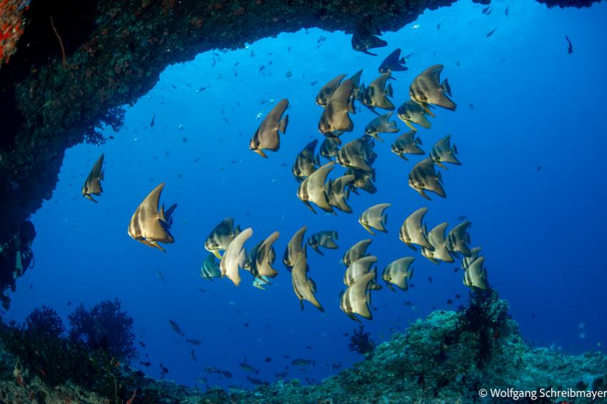 Fledermausfische