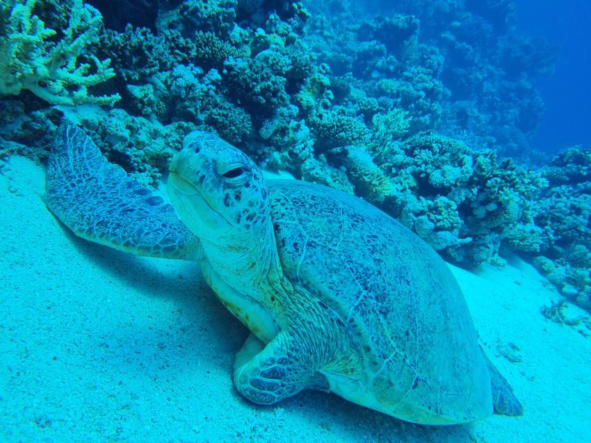 Turtlepower, diving.DE Abu Dabab, El Malikia Resort, Ägypten, Marsa Alam und südlich