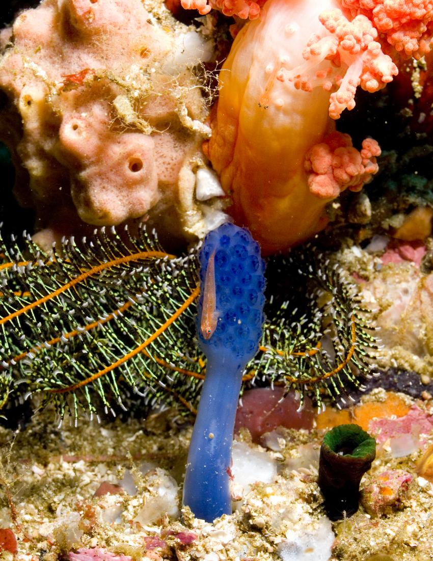 Komodo mit der SY Indo Siren, Orca Dive Club Labuan Bajo Flores,Allgemein,Indonesien,Seescheide,blau,selten