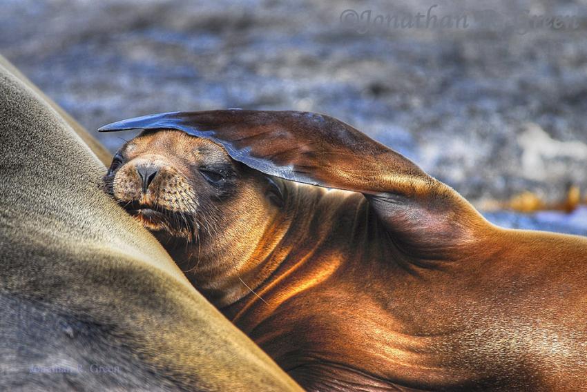 Galapagos Pelzrobbe entspannt am Strand, Galapagos, Tauchen, Tauchsafari, Pelzrobbe, Galapagos Shark Diving, Ecuador