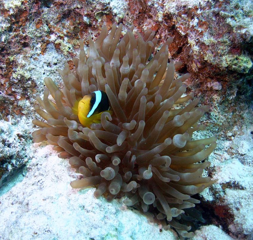 Safaga 01/2011 Teil 4, Safaga - allgemein,Ägypten