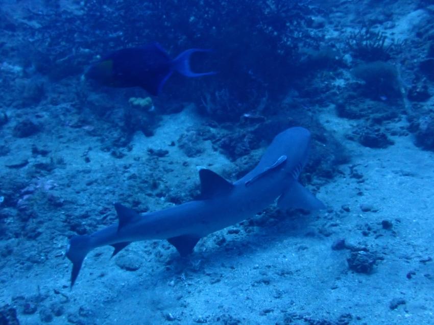 No Fear Diving, Amed, Indonesien, Bali