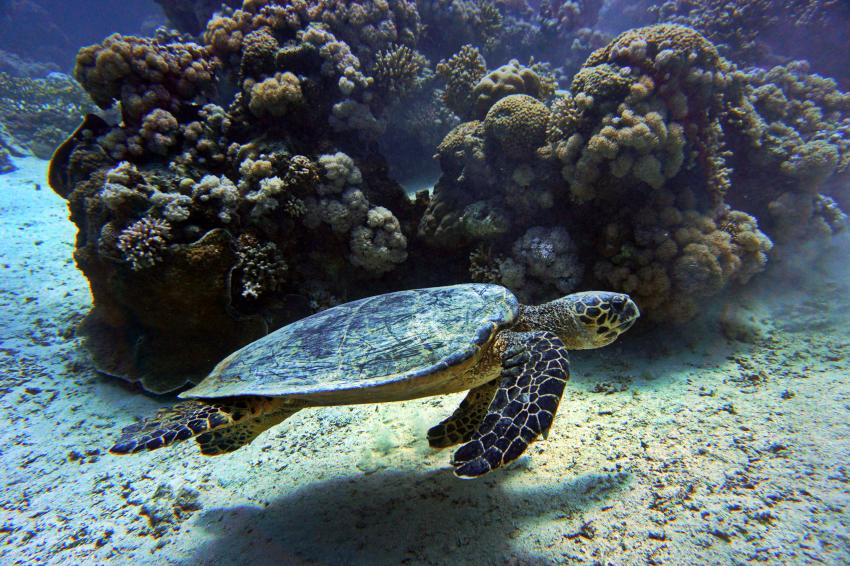 Schildkröte in Umm Gerifat,  Coraya-Bay , Coraya Divers, Coraya Bay, Marsa Alam, Ägypten, El Quseir bis Port Ghalib