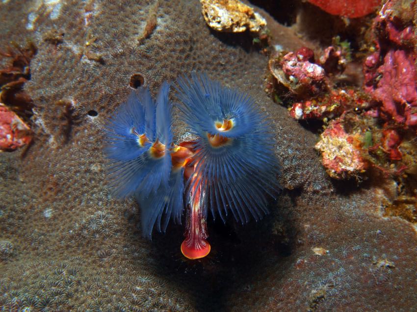 Bali allgemein, Bali,Indonesien,Röhrenwurm,blau,Koralle